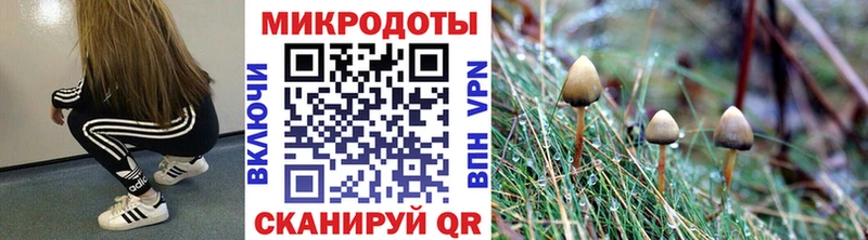 Купить  Белоозёрский  Псилоцибиновые грибы Cubensis 
